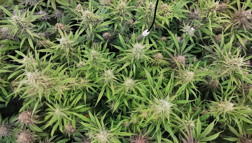 Strainhunting in homemade living soil. Week 7 - Northern Lights Blue CBD [🌺 Day 43]
