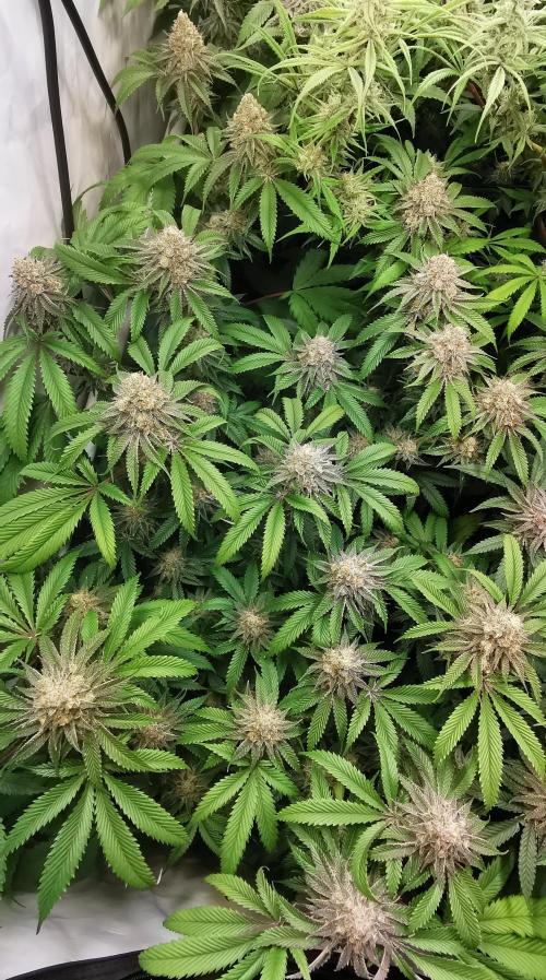 Strainhunting in homemade living soil. Week 7 - Amaretto Mintz S1 [🌺 Day 43]