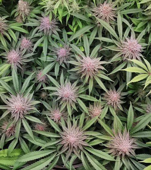Strainhunting in homemade living soil. Week 7 - Pulp Friction [🌺 Day 43]