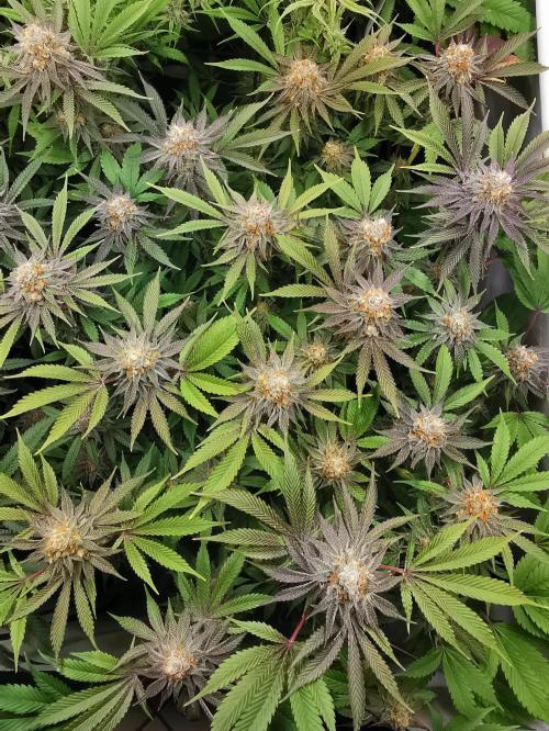 Strainhunting in homemade living soil. Week 7 - Grape Diamonds R2 [🌺 Day 43]
