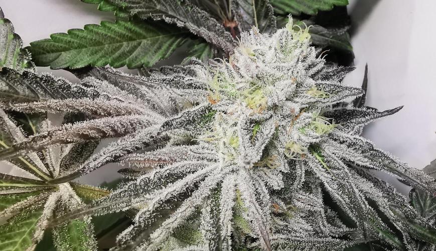 Strainhunting in homemade living soil. Week 7 - CandyLand V2S1 [🌺 Day 43]