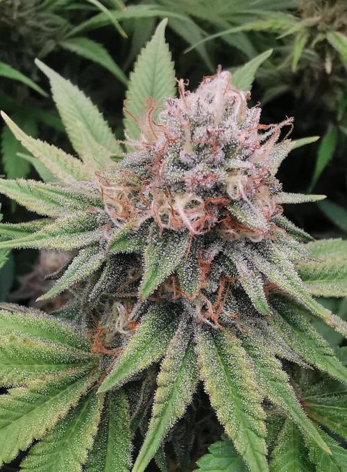 Strainhunting in homemade living soil. Week 7 - Blue Mango Smoothie  [🌺 Day 43]