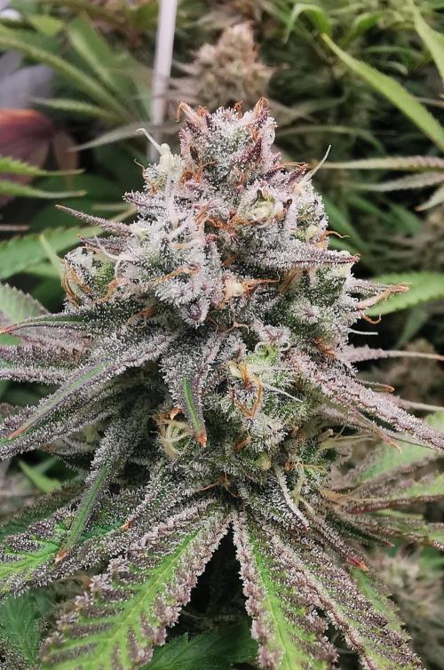Strainhunting in homemade living soil. Week 7 - Rainpop x Zero Gravity [🌺 Day 43]