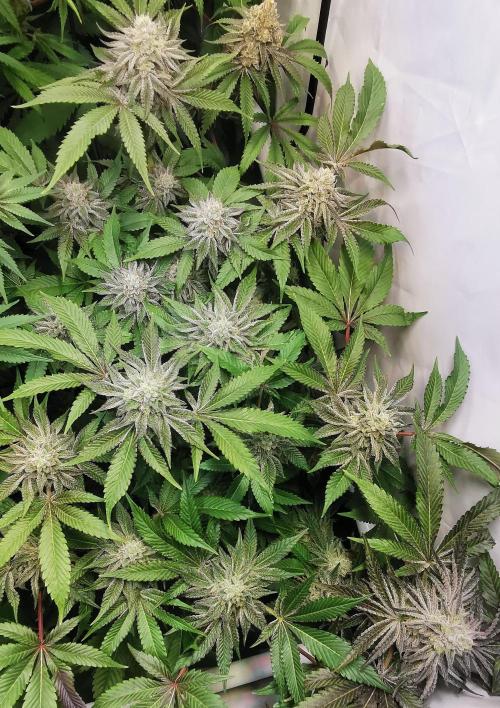 Strainhunting in homemade living soil. Week 7 - CandyLand V2S1 [🌺 Day 43]