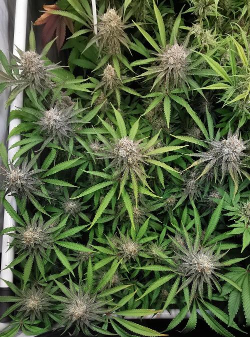 Strainhunting in homemade living soil. Week 7 - Rainpop x Zero Gravity [🌺 Day 43]