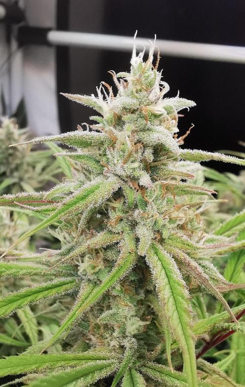 Strainhunting in homemade living soil. Week 8 - Northern Lights Blue CBD [🌺 Day 50]
