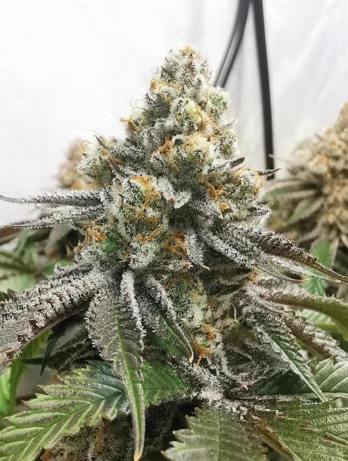 Strainhunting in homemade living soil. Week 8 - Amaretto Mintz S1 [🌺 Day 50]