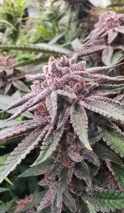 Strainhunting in homemade living soil. Week 8 - Pulp Friction [🌺 Day 50]