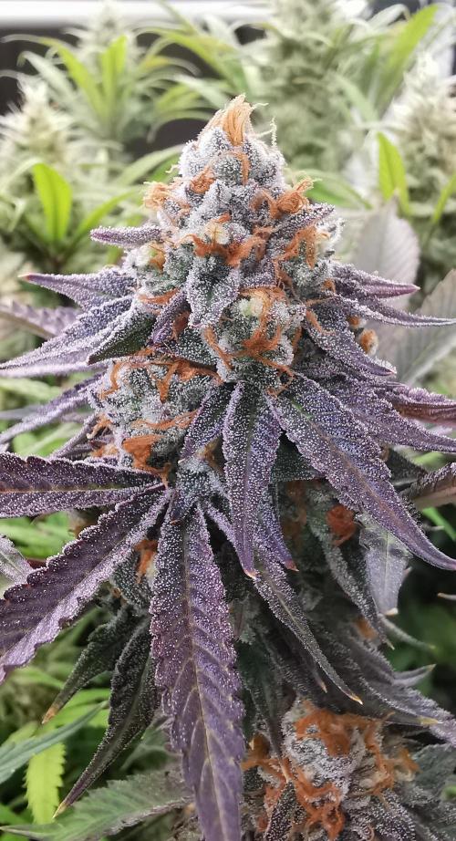 Strainhunting in homemade living soil. Week 8 - Grape Diamonds R2 [🌺 Day 50]
