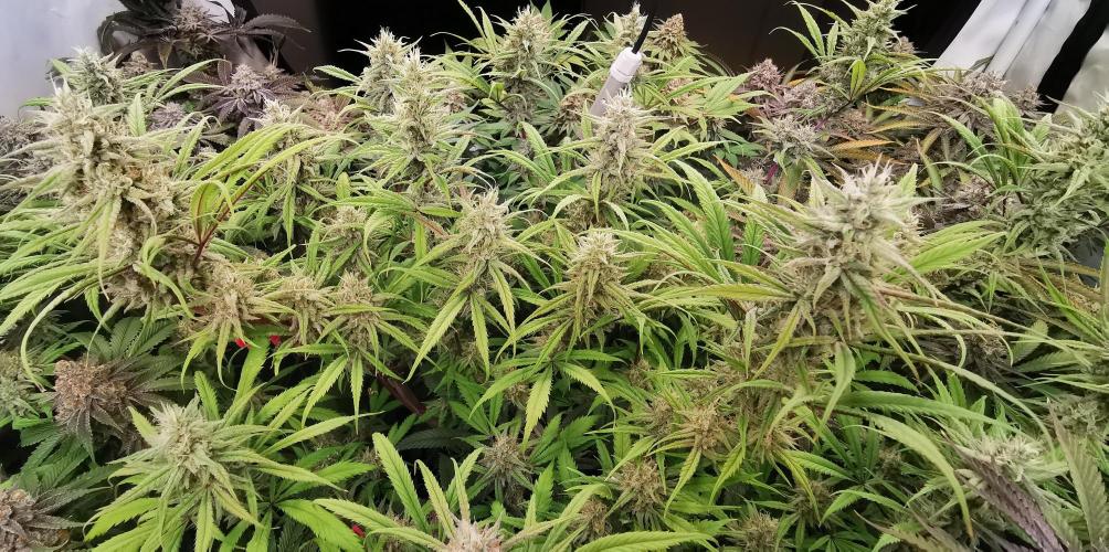 Strainhunting in homemade living soil. Week 8 - Northern Lights Blue CBD [🌺 Day 50]
