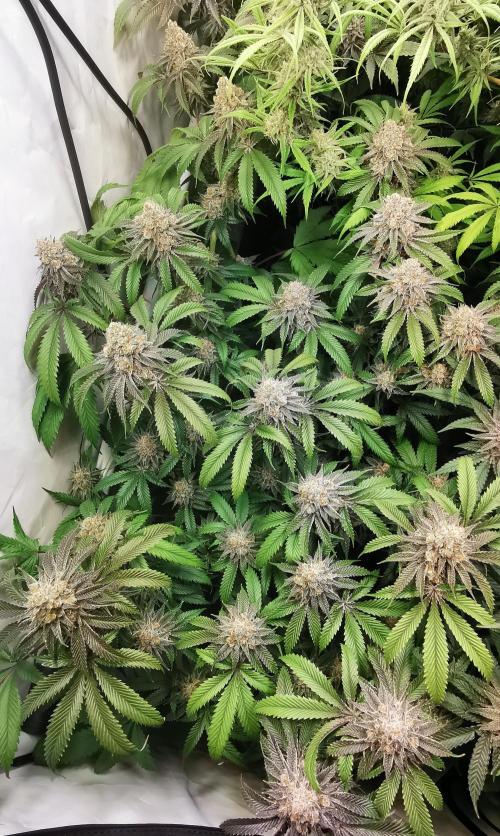 Strainhunting in homemade living soil. Week 8 - Amaretto Mintz S1 [🌺 Day 50]