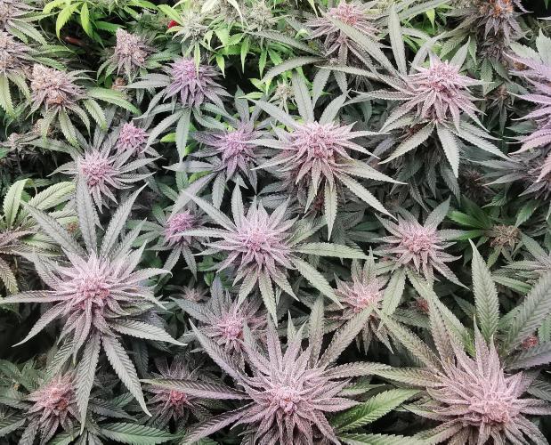 Strainhunting in homemade living soil. Week 8 - Pulp Friction [🌺 Day 50]