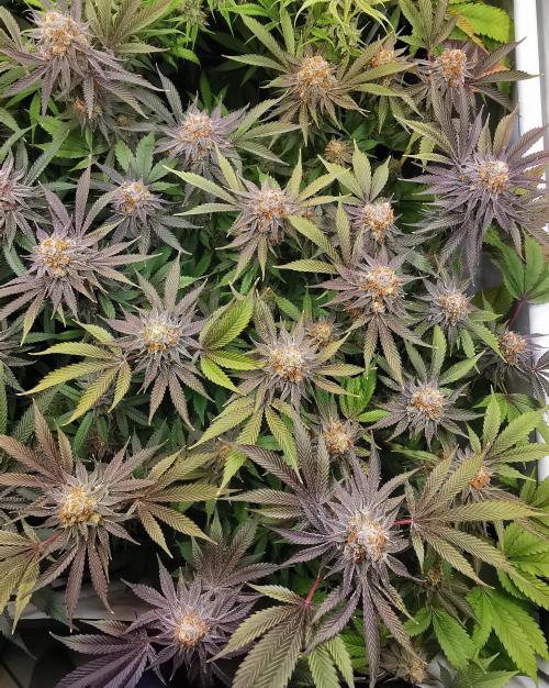 Strainhunting in homemade living soil. Week 8 - Grape Diamonds R2 [🌺 Day 50]