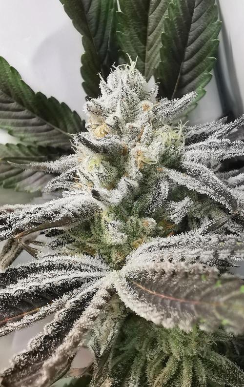 Strainhunting in homemade living soil. Week 8 - CandyLand V2S1 [🌺 Day 50]