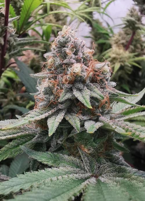 Strainhunting in homemade living soil. Week 8 - Blue Mango Smoothie  [🌺 Day 50]