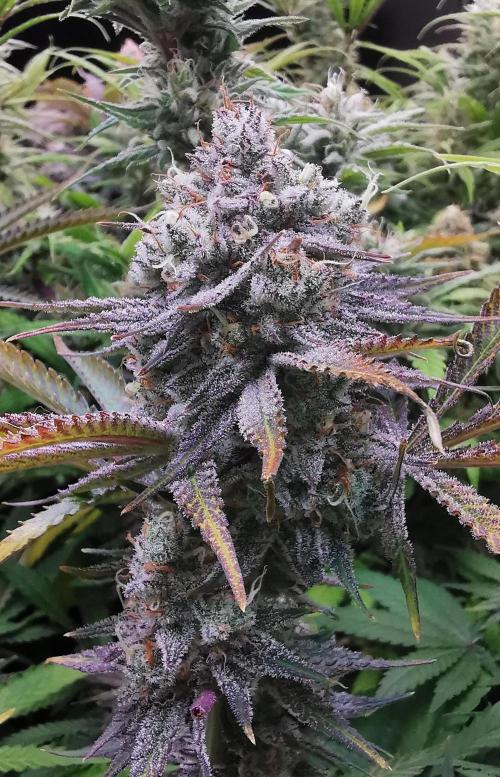 Strainhunting in homemade living soil. Week 8 - Rainpop x Zero Gravity [🌺 Day 50]