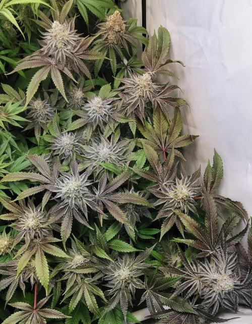 Strainhunting in homemade living soil. Week 8 - CandyLand V2S1 [🌺 Day 50]