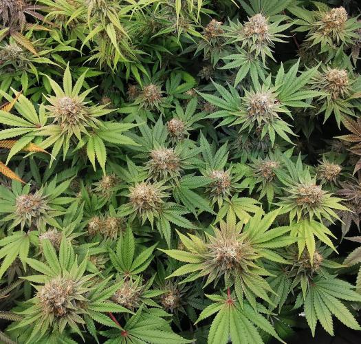 Strainhunting in homemade living soil. Week 8 - Blue Mango Smoothie  [🌺 Day 50]