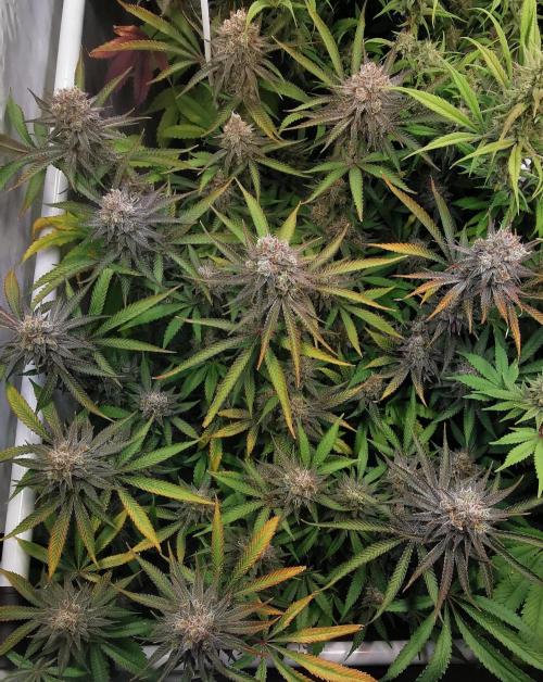 Strainhunting in homemade living soil. Week 8 - Rainpop x Zero Gravity [🌺 Day 50]