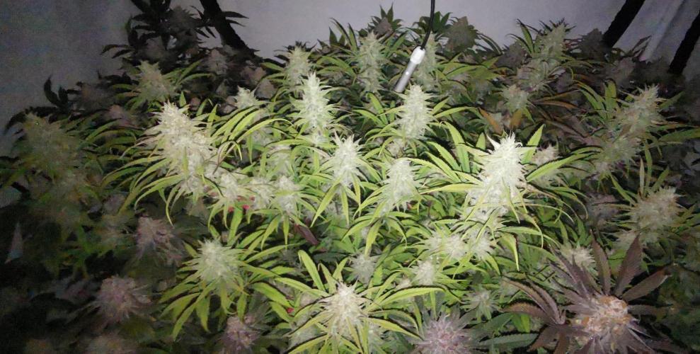 Strainhunting in homemade living soil. Week 8 - Northern Lights Blue CBD [🌺 Day 53]
