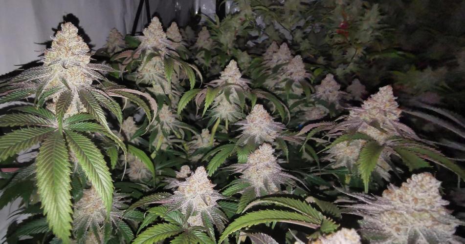 Strainhunting in homemade living soil. Week 8 - Amaretto Mintz S1 [🌺 Day 53]