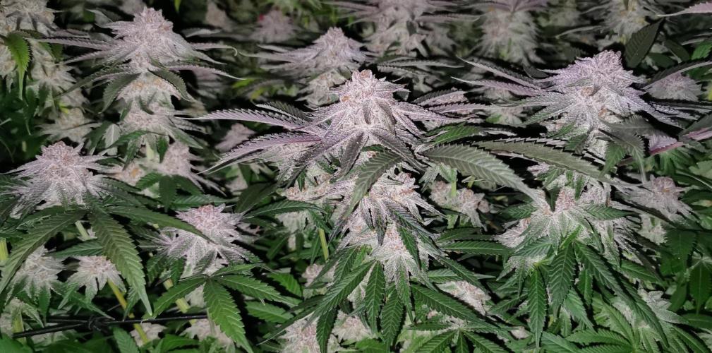 Strainhunting in homemade living soil. Week 8 - Pulp Friction [🌺 Day 53]