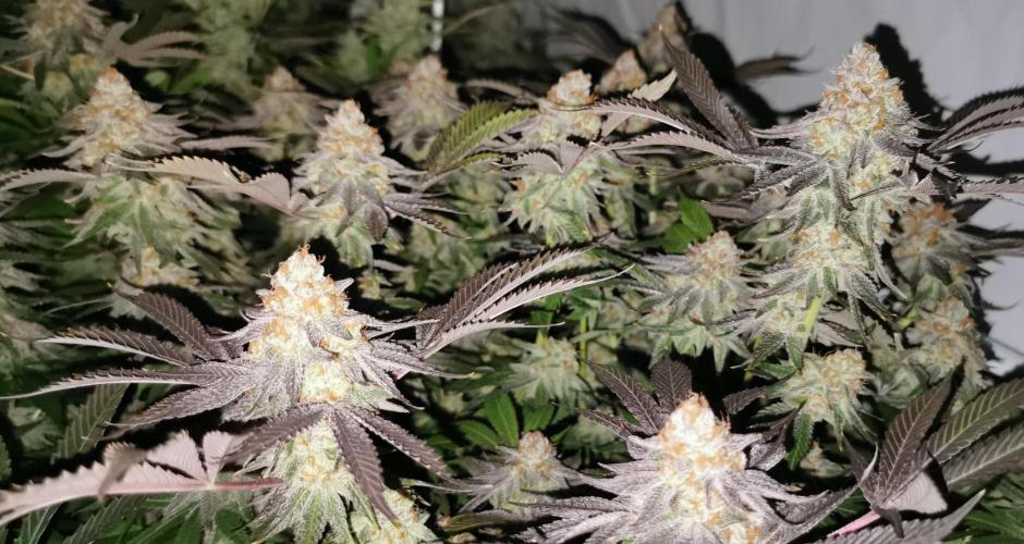 Strainhunting in homemade living soil. Week 8 - Grape Diamonds R2 [🌺 Day 53]