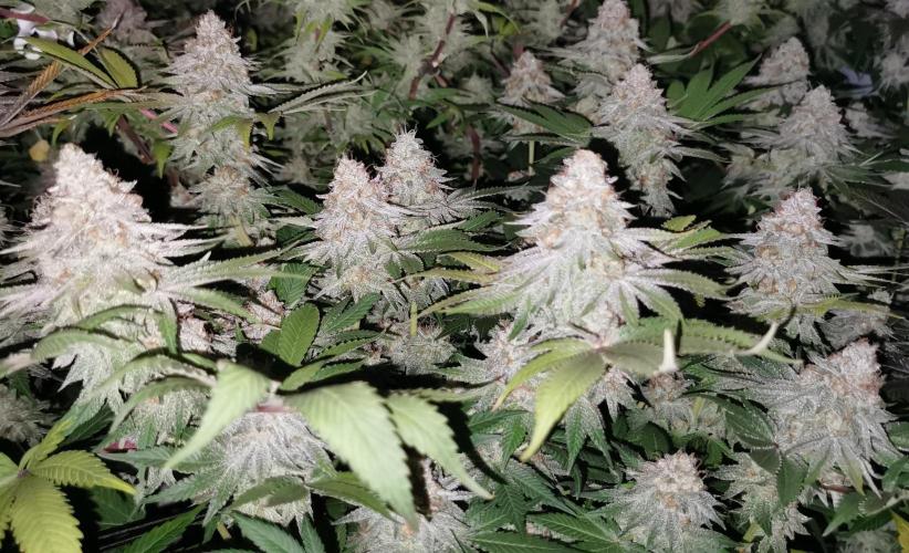 Strainhunting in homemade living soil. Week 8 - Blue Mango Smoothie  [🌺 Day 53]