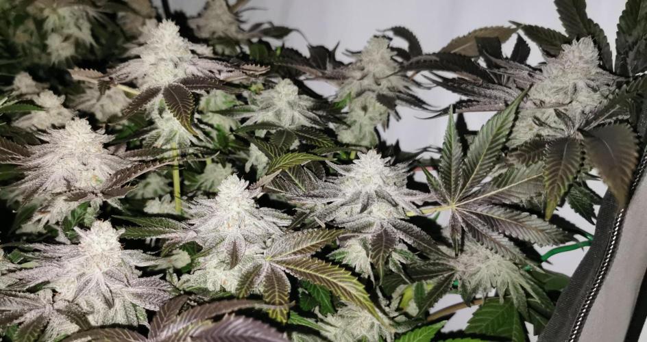 Strainhunting in homemade living soil. Week 8 - CandyLand V2S1 [🌺 Day 53]