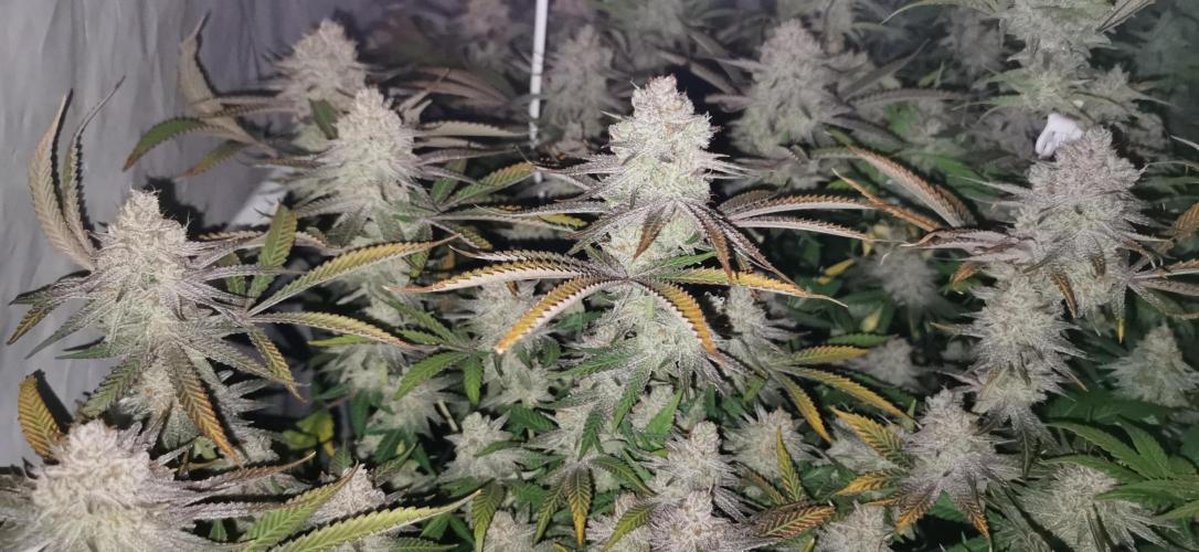 Strainhunting in homemade living soil. Week 8 - Rainpop x Zero Gravity [🌺 Day 53]