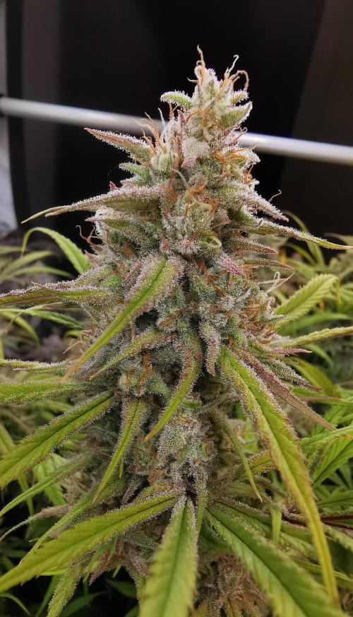 Strainhunting in homemade living soil. Week 9 - Northern Lights Blue CBD [🌺 Day 59