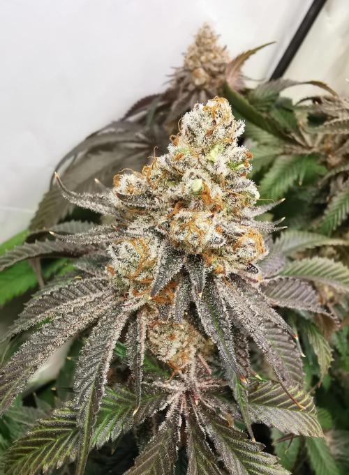 Strainhunting in homemade living soil. Week 9 - Amaretto Mintz S1 [🌺 Day 59]