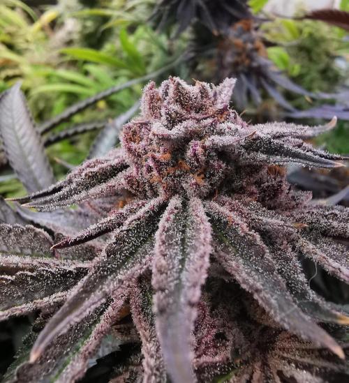 Strainhunting in homemade living soil. Week 9 - Pulp Friction [🌺 Day 59]