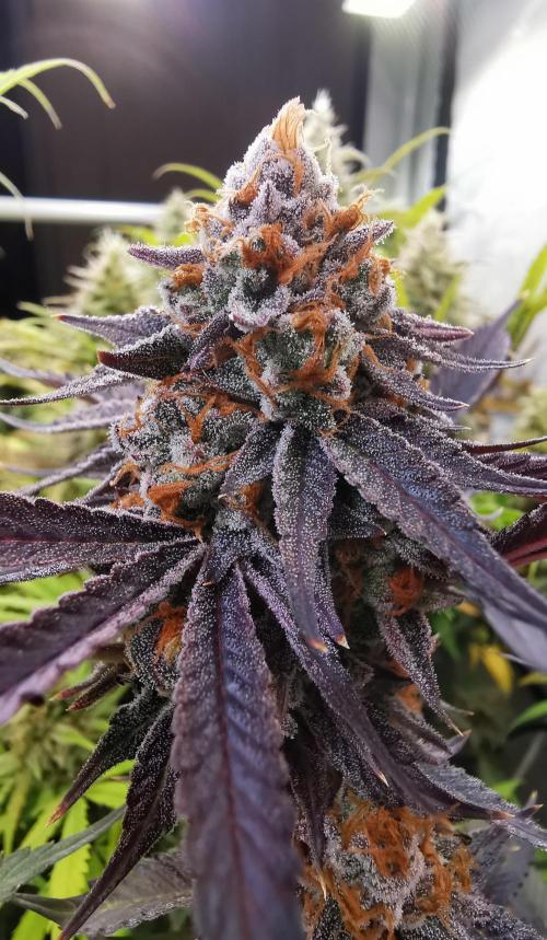 Strainhunting in homemade living soil. Week 9 - Grape Diamonds R2 [🌺 Day 59]