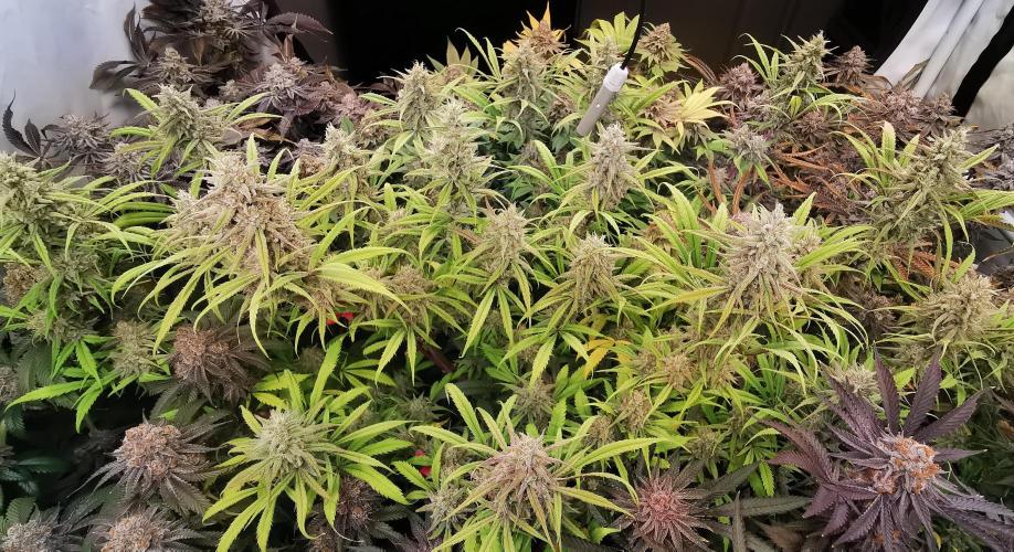 Strainhunting in homemade living soil. Week 9 - Northern Lights Blue CBD [🌺 Day 59]