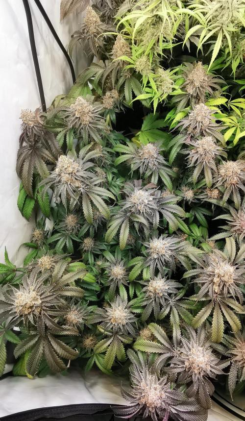 Strainhunting in homemade living soil. Week 9 - Amaretto Mintz S1 [🌺 Day 59]