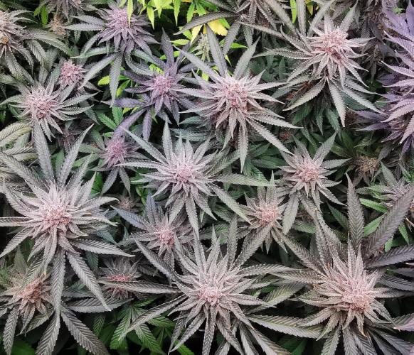 Strainhunting in homemade living soil. Week 9 - Pulp Friction [🌺 Day 59]