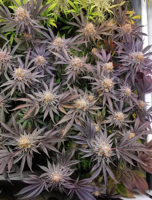 Strainhunting in homemade living soil. Week 9 - Grape Diamonds R2 [🌺 Day 59]