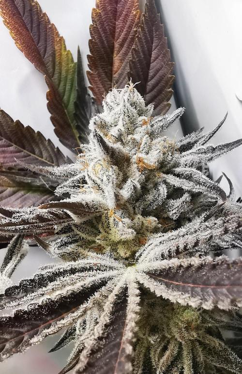 Strainhunting in homemade living soil. Week 9 - CandyLand V2S1 [🌺 Day 59]