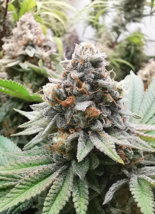 Strainhunting in homemade living soil. Week 9 - Blue Mango Smoothie  [🌺 Day 59]