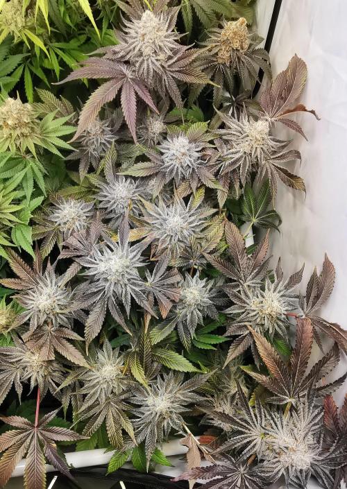 Strainhunting in homemade living soil. Week 9 - CandyLand V2S1 [🌺 Day 59]