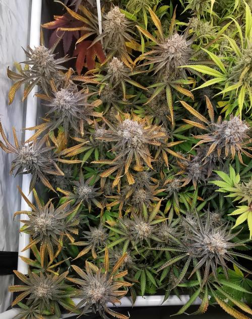Strainhunting in homemade living soil. Week 9 - Rainpop x Zero Gravity [🌺 Day 59]