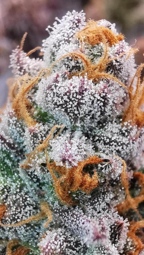 Strainhunting in homemade living soil. Week 10 - Grape Diamonds R2 [🌺 Day 65]