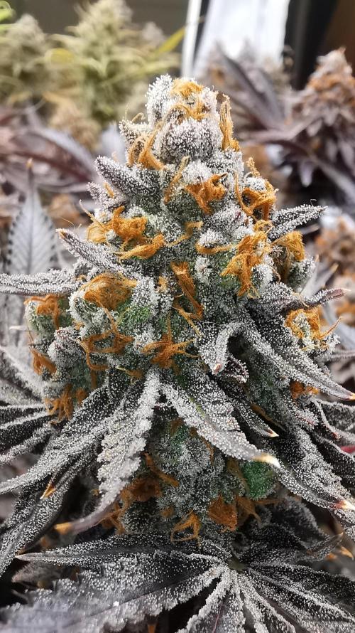 Strainhunting in homemade living soil. Week 10 - Grape Diamonds R2 [🌺 Day 65]