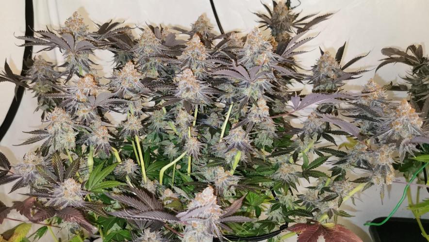 Strainhunting in homemade living soil. Week 10 - Grape Diamonds R2 [🌺 Day 65]