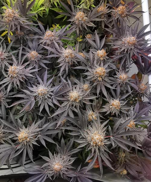 Strainhunting in homemade living soil. Week 10 - Grape Diamonds R2 [🌺 Day 65]