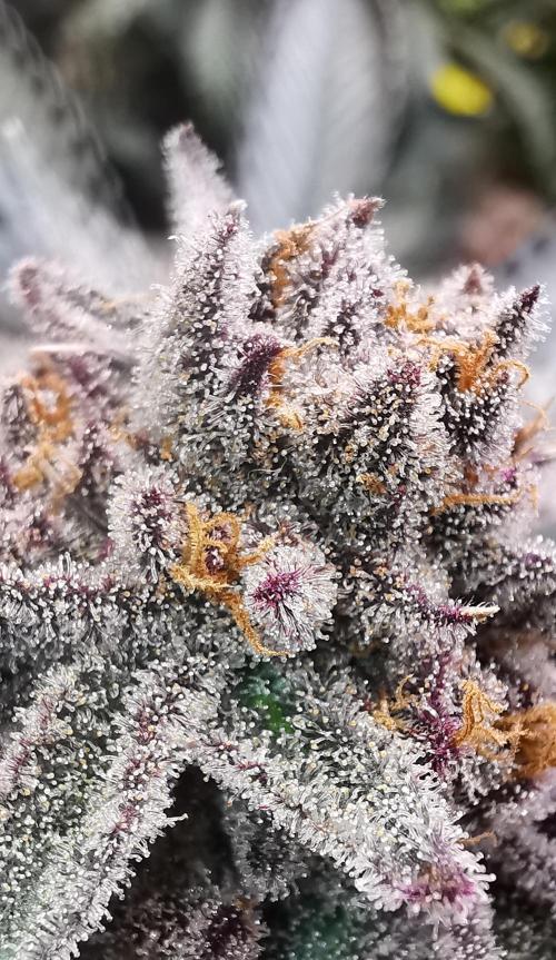 Strainhunting in homemade living soil. Week 10 - Pulp Friction [🌺 Day 65]