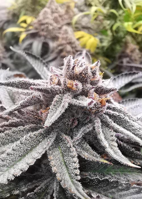 Strainhunting in homemade living soil. Week 10 - Pulp Friction [🌺 Day 65]