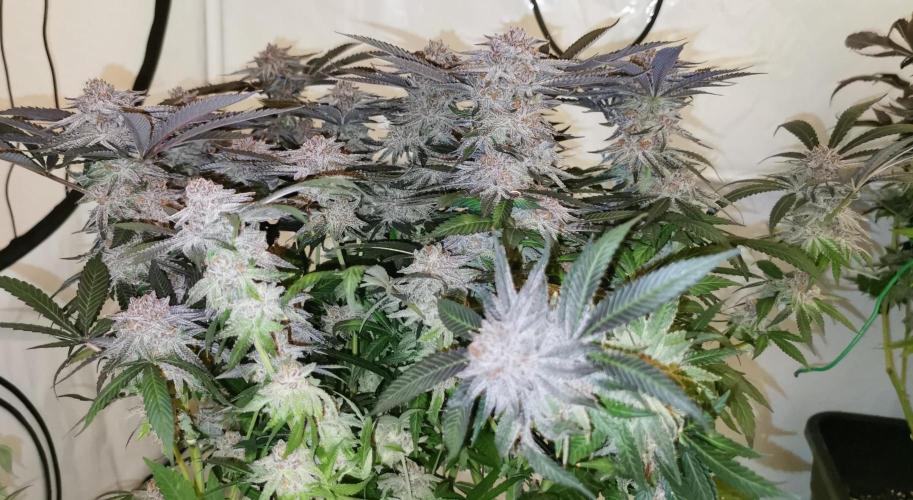 Strainhunting in homemade living soil. Week 10 - Pulp Friction [🌺 Day 65]