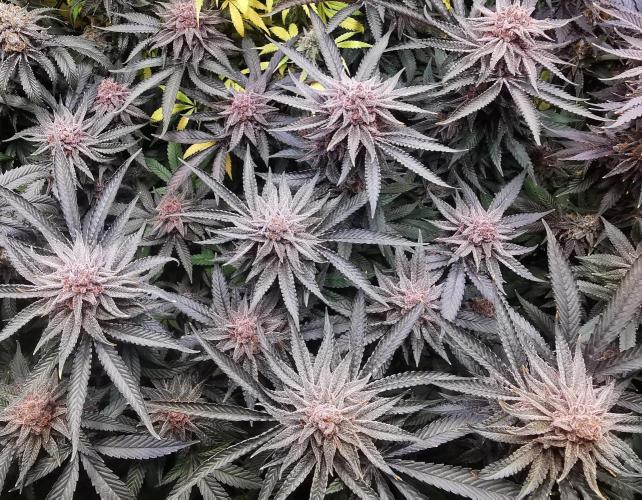 Strainhunting in homemade living soil. Week 10 - Pulp Friction [🌺 Day 65]